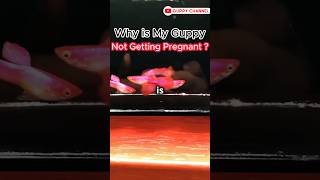 Guppy Fish Care  Why is My Guppy Not Getting Pregnant  fishtank guppyfishtank facts [upl. by Onitsirc]