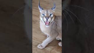 Каракал Эрос 🐅 каракал cat caracal kitten caracat catlover cute сервал animals funny [upl. by Tallie]