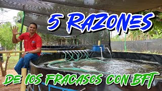 🚨5 RAZONES POR LAS QUE SE FRACASA AL HACER TECNOLOGÍA BIOFLOC🚨 [upl. by Hyacintha]