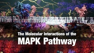 The Molecular Interactions of the MAPK Pathway [upl. by Sisile]