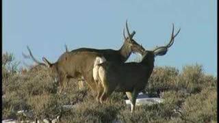 Big Mule Deer Bucks [upl. by Adnilev]