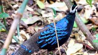 Wild Palawan Peacock Pheasant  Palawan Philippines [upl. by Sydney]