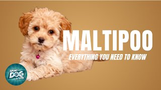 Maltipoo Dog Breed Guide  Dogs 101  Maltipoo [upl. by Delwin]