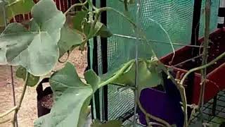 Cantaloupe harvest in a 5 gallon container [upl. by Nehtanoj190]