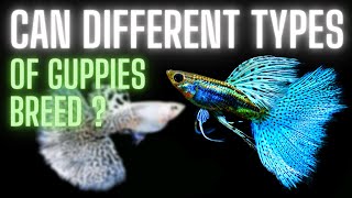 Guppy Fish Care – Can Different Types of Guppies Breed [upl. by Amsden754]