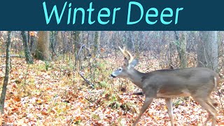 Deer and Coyote  Winter Trail Cam [upl. by Lenard]