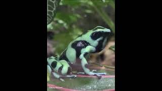 Dendrobates Auratus Green amp Black Song [upl. by Idalla]