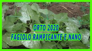 ORTO 2020  COME PIANTARE IL FAGIOLO RAMPICANTE E QUELLO NANO CON IL MIO METODO [upl. by Ethelred]