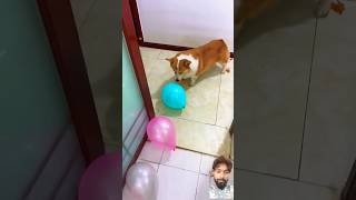 corgi dog funny pets cute pet animal corgitoys funnydog comedy trending [upl. by Mairem896]