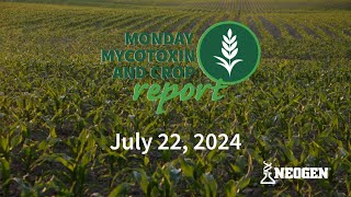 Monday Mycotoxin and Crop Report for July 22 2024 [upl. by Ennirak]