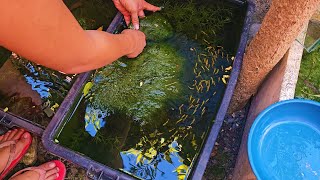 How To Setup The Perfect Natural KeepingBreeding Tub For Guppies Mollies Swordtail Platys etc [upl. by Gnep]