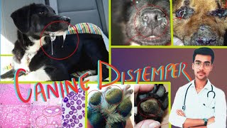 Canine Distemper  Etiology clinical signs lesions pathogenesis diagnosis  Aniket tyagi [upl. by Eaned]