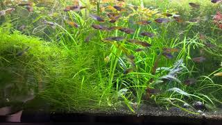 Guppies in Rice Fish Aquarium [upl. by Ariam]