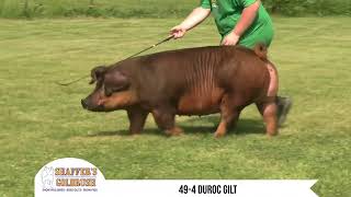 494 Duroc Gilt [upl. by Gibert944]