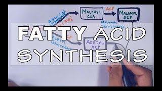 Fatty Acid Biosynthesis  Part II [upl. by Adnah712]