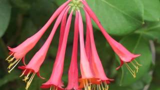 Plant portrait  Coral honeysuckle Lonicera sempervirens [upl. by Nesahc]