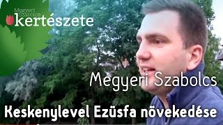 Elaeagnus angustifolia  Keskenylevelű Ezüstfa növekedése  Megyeri Kertészet Cegléd [upl. by Glendon]