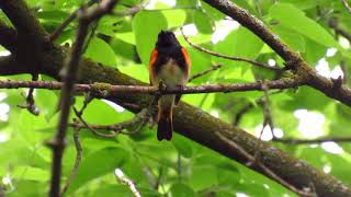 American RedStart Song a Beautiful Warbler at Humber Arboretum [upl. by Hite]