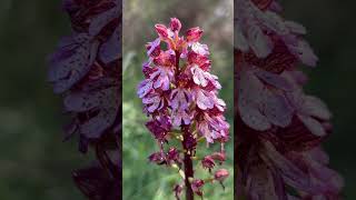 Orchis purpurea un’orchidea dal fiore PARTICOLARE🪻 [upl. by Nirrej]