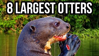 8 Of The Largest Otters In The World [upl. by Llerroj]