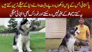 Meet The Cutest and Expensive Siberian Husky Dogs In Lahore – The Champion Of 2019 amp 2020 Dog Show [upl. by Eniledgam]