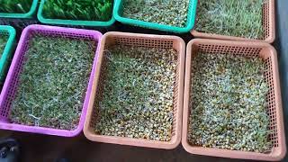 Low Cost Hydrophonic maize grass [upl. by Reivaxe352]