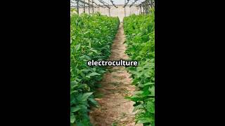 Want To Grow A Better Garden Electroculture The Shocking History amp Science [upl. by Snahc960]