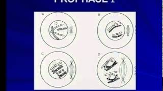 Phases of meiosis prophase 1 [upl. by Argile395]