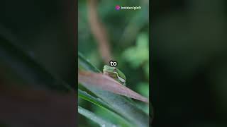 How the Green Tree Frog Camouflages GreenTreeFrog Camouflage [upl. by Adnola]