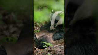 Unbelievable Honey Badger Facts The Worlds Most Fearless Animal Revealed [upl. by Akirdnuhs]