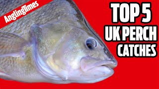 MONSTER perch fishing catches UK  Angling Times Top 5 [upl. by Leblanc]