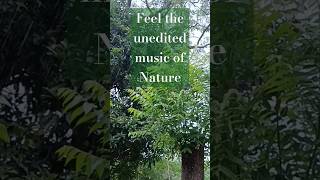 Feel the unedited music of nature shorts nature trending naturelovers KumarRavineshVlogs [upl. by Yleve]