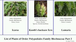 List of Plants of Order Polypodiales Family Blechnaceae Part 2 fern blechnum doodia chainfern palm [upl. by Puklich]