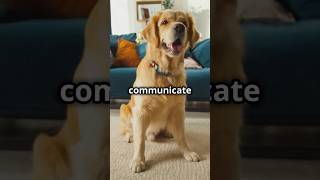 5 Fun Differences Between Cats and Dogs [upl. by Norrie947]