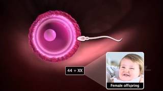 Grade12 Fertilisation amp Implantation2 [upl. by Milon379]