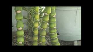 How to Grow quotBuddah Bellyquot Bambusa Vulgaris Bamboo  A Small NonInvasive Variety  HD [upl. by Andria198]