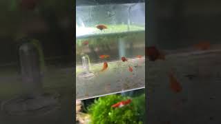 10 day old swordtail fry Growing big fast live baby brine shrimp spirulina powder and krill gold [upl. by Aerdnaed]