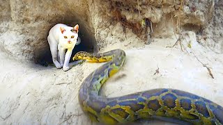 20 Times Cats Messed With The Wrong Snake [upl. by Nanci]