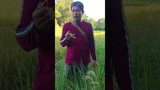 Growing grasses in the field that can be cultivated farm liferudyfarofficial9988 [upl. by Doownyl]