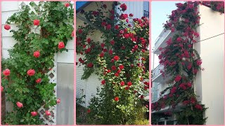 Beyond the Trellis Unique Ideas for Climbing Flower Decor [upl. by Main]