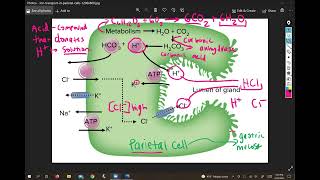 Production of Hydrochloric Acid by Parietal Cells [upl. by Clifford710]