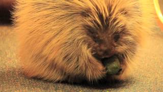 Snickers the Porcupine in the gift store [upl. by Celesta]