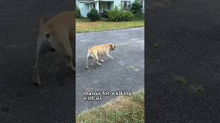 Part II of Buddy following me home on my morning run farmdog hobbyfarm doglove bullmastiff [upl. by Biddie785]