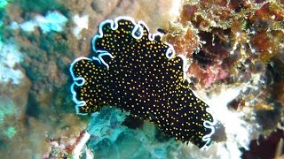 Facts The GoldDotted Flatworm [upl. by Renell]