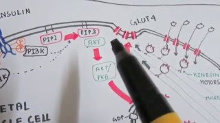 Insulin  mechanism of action and diabetes [upl. by Eneleahs]