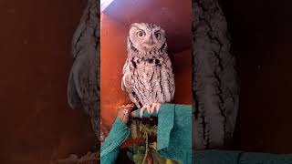 Western Screech Owls Dont Screech [upl. by Claribel]