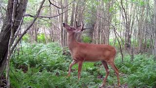 Chasse au chevreuil Comment trouver la zone payante [upl. by Anatnahs]