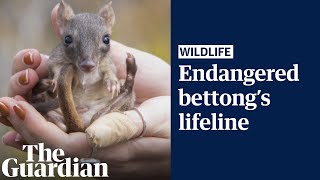 Critically endangered bettongs thrive in South Australia reserve after local extinction [upl. by Tarah242]