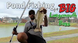 Pond bassin for BIG Largemouth Bass [upl. by Ahsinyt]