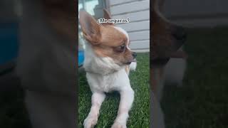 ⚠️NO DESLICES⚠️  chihuahua perros amigochihuahua [upl. by Ermine365]